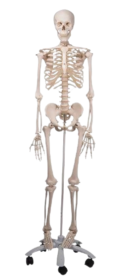 Kankal (Skeleton) Prop: Spooky Fun for All Occasions!